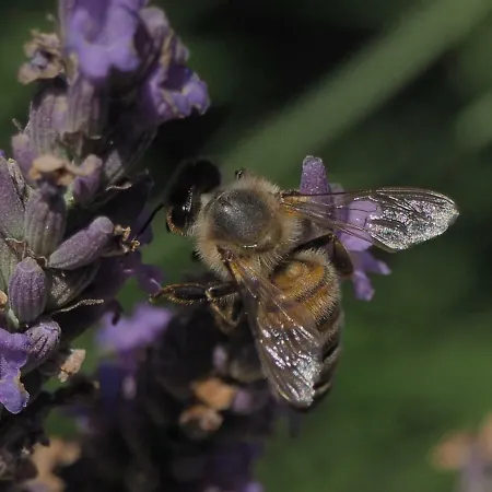 Andre Et Viviane Chatelard - D'hotes 3*