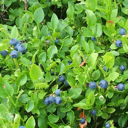 Andre Et Viviane Chatelard - D'hotes Saint-Bonnet-le-Froid