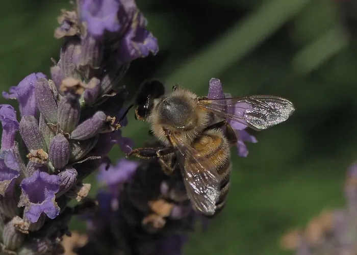 Andre Et Viviane Chatelard - D'hotes 3*