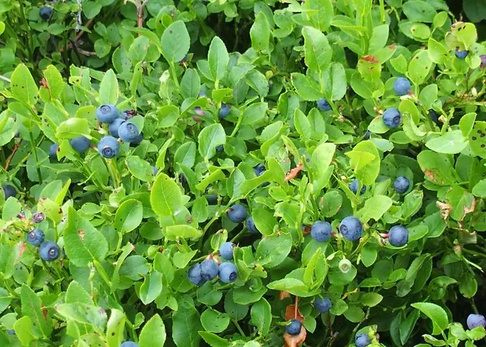 Andre Et Viviane Chatelard - D'hotes Saint-Bonnet-le-Froid
